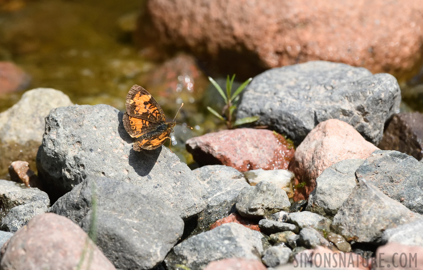 Phyciodes cocyta [400 mm, 1/2000 Sek. bei f / 9.0, ISO 1600]